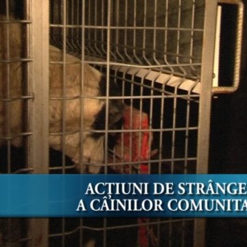 Acțiuni de strângere a câinilor comunitari