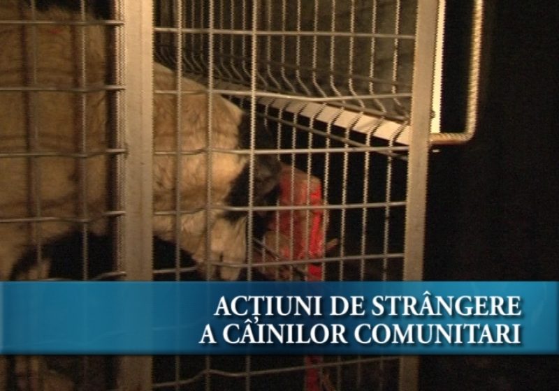Acțiuni de strângere a câinilor comunitari