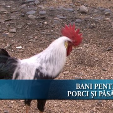 Ajutoare pentru crescătorii de porcine şi păsări Ajutoare pentru crescătorii de porcine şi păsări