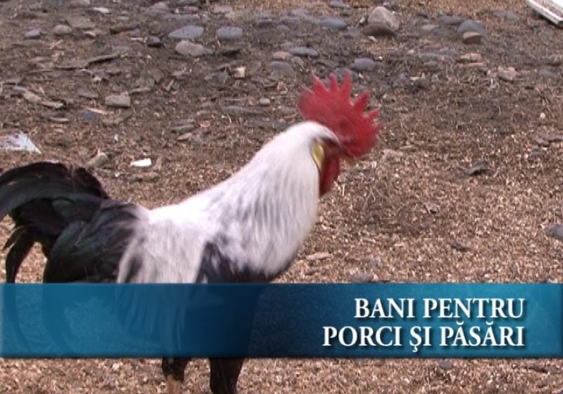Ajutoare pentru crescătorii de porcine şi păsări