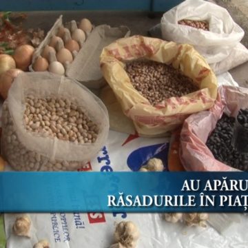 Au apărut răsadurile în piaţă