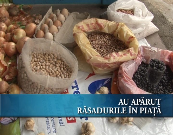 Au apărut răsadurile în piaţă Au apărut răsadurile în piaţă