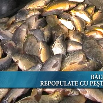 Bălţi repopulate cu peşte