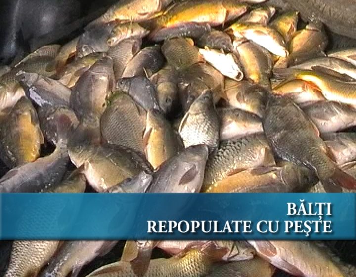 Bălţi repopulate cu peşte