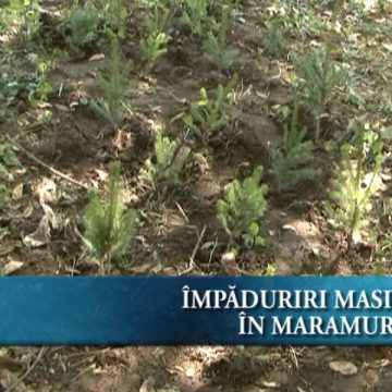Impăduriri masive în Maramureş