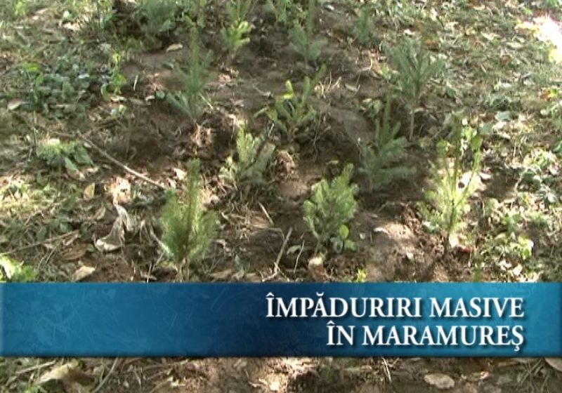 Impăduriri masive în Maramureş