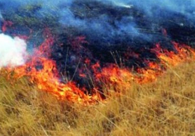 Amenzi pentru incendierea vegetaţiei Amenzi pentru incendierea vegetaţiei