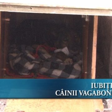 Iubiţi şi câinii vagabonzi?