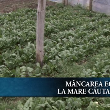 Sighetenii mânâncă Eco