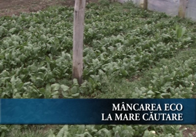 Sighetenii mânâncă Eco