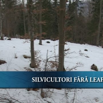 Silvicultori fără leafă