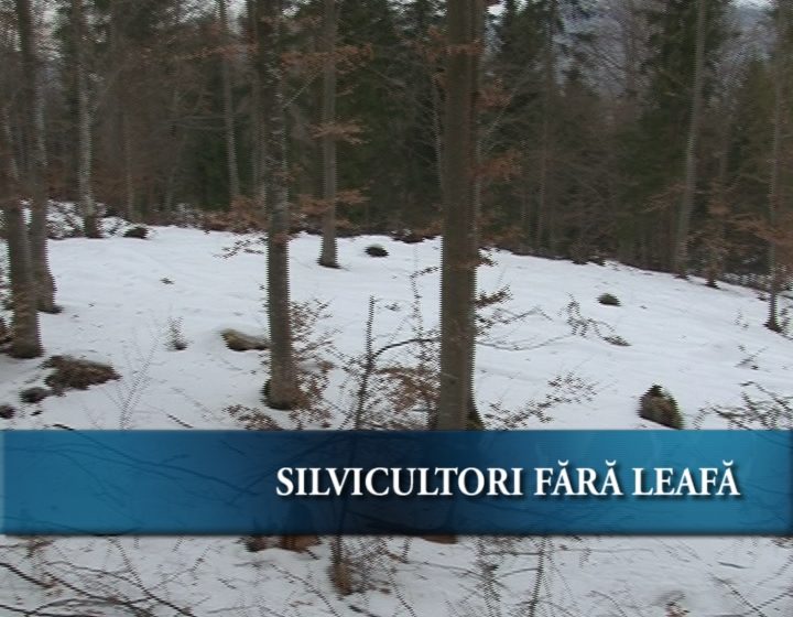 Silvicultori fără leafă