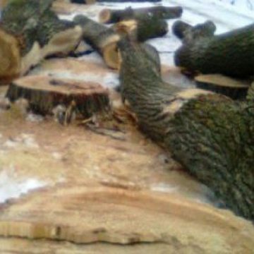 Arbori tăiaţi ilegal la Vişeu de Sus Arbori tăiaţi ilegal la Vişeu de Sus