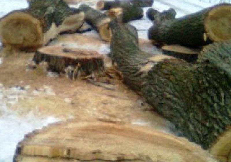 Arbori tăiaţi ilegal la Vişeu de Sus