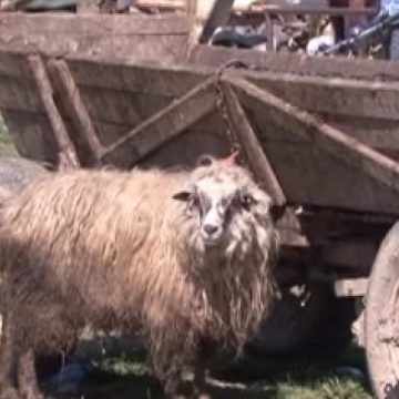 Înghesuială mare azi la centrul de sacrificare a mieilor din Sighetul Marmaţiei