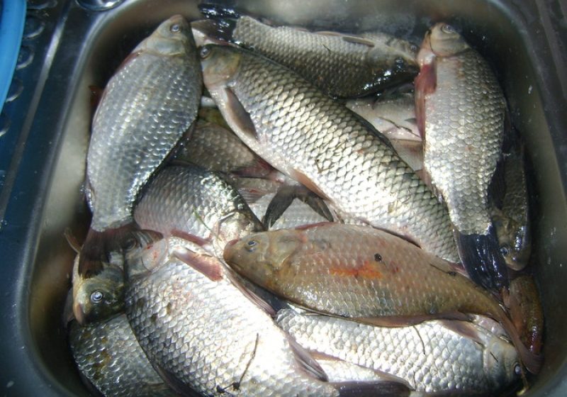 Azi, lacul Tepliţa va fi repopulat  cu cantitatea de 500 de kg de caras