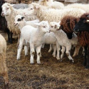 Au apărut mieii în târg Au apărut mieii în târg