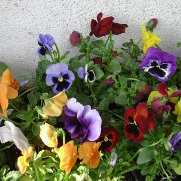A început campania de plantare a florilor
