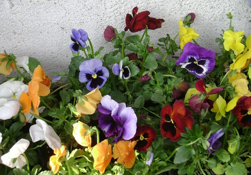 A început campania de plantare a florilor