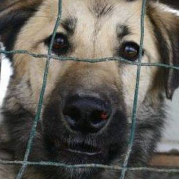 Sterilizarea sau eutanasierea câinilor fără stăpân va fi decisă de autoritățile locale