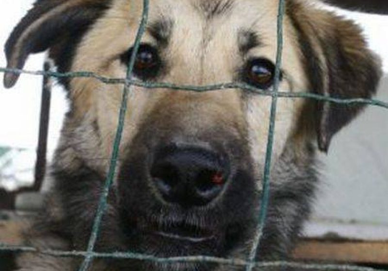 Sterilizarea sau eutanasierea câinilor fără stăpân va fi decisă de autoritățile locale