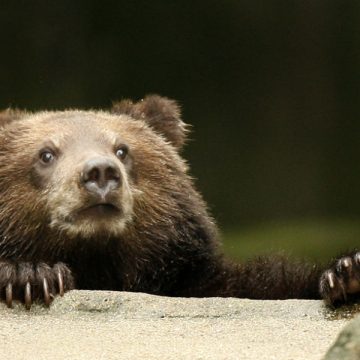 Primăvară confirmată de ursul carpatin Primăvară confirmată de ursul carpatin