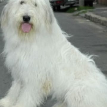 Deranjat de prezenţa lor, un vânător amator a împuşcat doi câini ciobăneşti