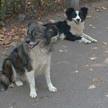 Primăria Sighet organizează, mâine 20 mai, audiere publică pe tema sterilizării sau eutanasierii câinilor comunitari Primăria Sighet organizează, mâine 20 mai, audiere publică pe tema sterilizării sau eutanasierii câinilor comunitari