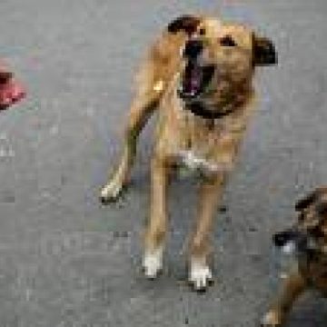 O fetiţă de 2 ani a fost muşcată de un câine