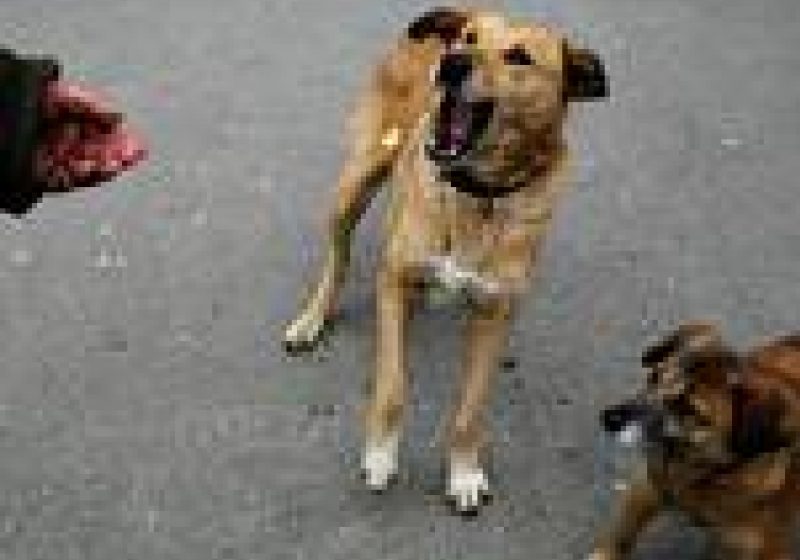 O fetiţă de 2 ani a fost muşcată de un câine