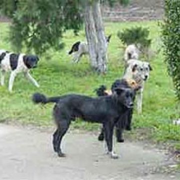 Deputaţii au adoptat pe articole legea privind câinii fără stăpân