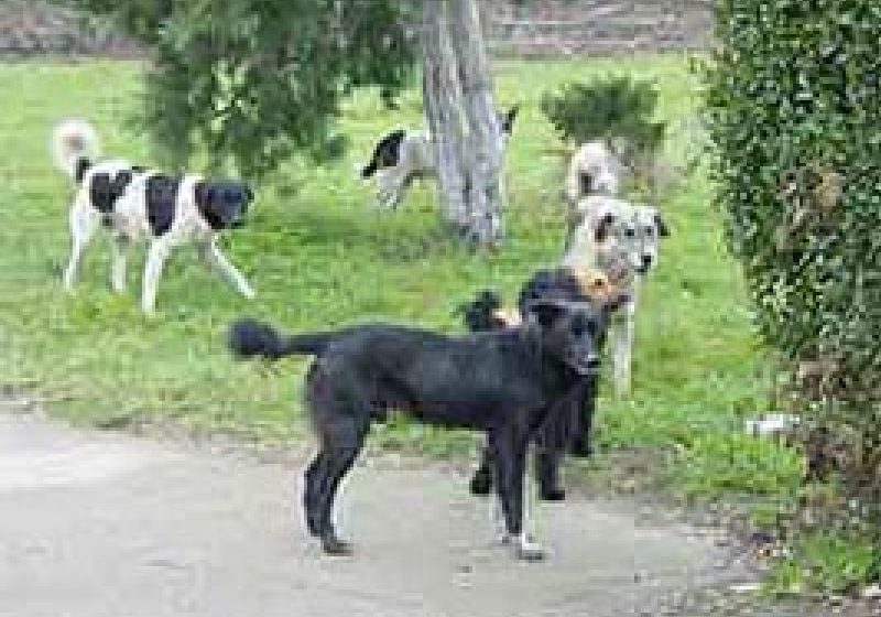 Deputaţii au adoptat pe articole legea privind câinii fără stăpân