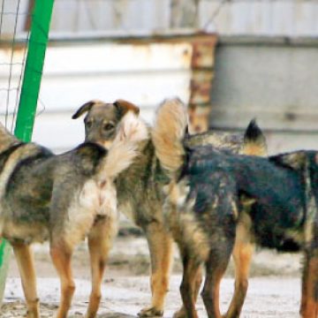 Locatarii din toate cartierele sighetene se plâng de gălăgia si problemele create de câinii comunitari