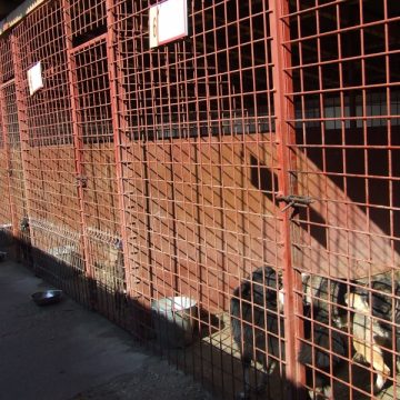 Câinii nimănui…şi ai tuturor! Câinii nimănui…şi ai tuturor!