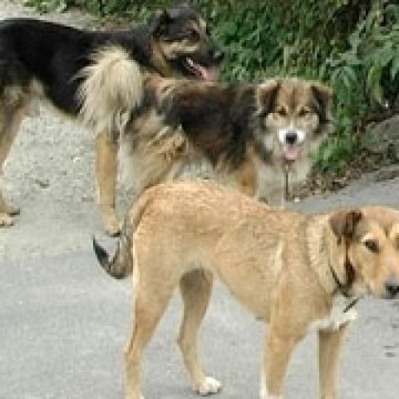 Fenomenul câinilor vagabonzi pare să fi scăpat de sub control