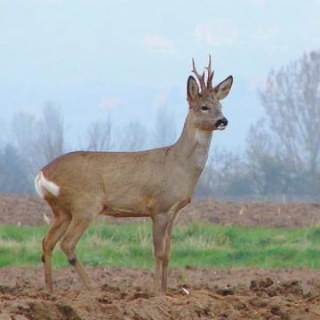 Un  bărbat din Săliştea de Sus, ţinea captivi într-un ţarc, două exemplare de căpriori, fără a avea autorizaţie