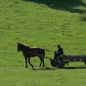 Autoaccidentări