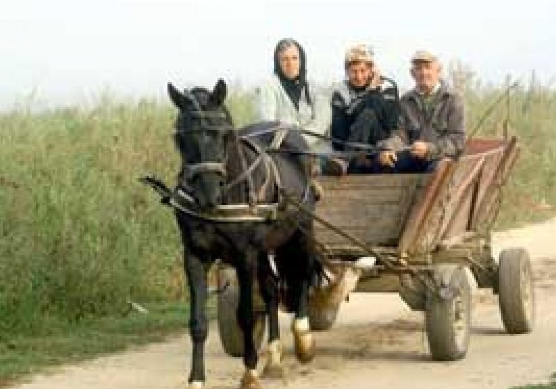 Răniţi în timpul lucrărilor agricole