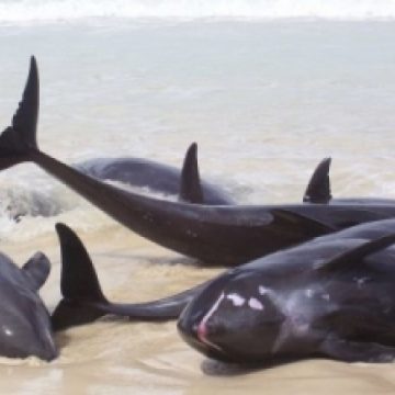 12 delfini morţi, aduşi de apele mării la ţărm în ultimele 24 de ore