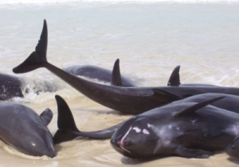 12 delfini morţi, aduşi de apele mării la ţărm în ultimele 24 de ore 12 delfini morţi, aduşi de apele mării la ţărm în ultimele 24 de ore