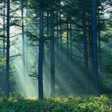 Parohia greco- catolică şi cea ortodoxă din Săpânţa continuă conflictul pentru a obţine 30 de hectare de pădure