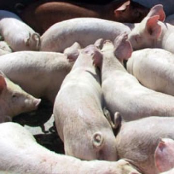 În târgurile de animale va fi interzisă comercializarea porcilor până la 1 noiembrie