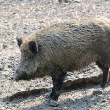 Autorităţile judeţene  întocmesc un plan de prevenire a răspândirii febrei aftoase în Maramureş