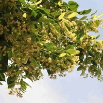 Produsele medicamentoase pe bază de plante vor trebui înregistrate sau autorizate Produsele medicamentoase pe bază de plante vor trebui înregistrate sau autorizate