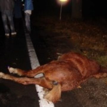 Un cal accidentat a fost lăsat sa zacă în chinuri groaznice timp de 12 ore într-un şanţ de pe DN 18, la ieşirea din Sighet spre Vadu Izei