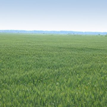Pentru a ajunge la familia sa un ucrainean a călătorit pe jos, noaptea, peste câmpurile agricole şi a trecut ilegal frontiera de stat Pentru a ajunge la familia sa un ucrainean a călătorit pe jos, noaptea, peste câmpurile agricole şi a trecut ilegal frontiera de stat