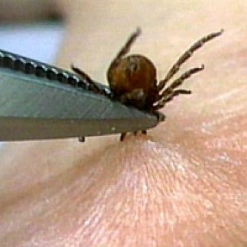 Invazie de căpuşe în spaţiile verzi din Sighet