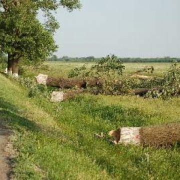 Pe Dealul Hera, un bărbat s-a accidentat grav  în timp ce tăia un copac
