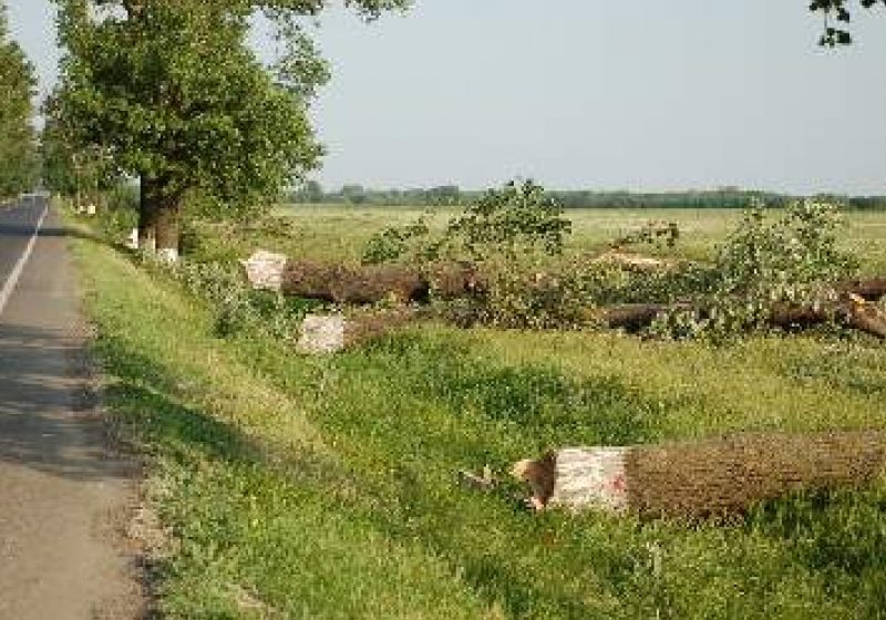 Pe Dealul Hera, un bărbat s-a accidentat grav  în timp ce tăia un copac