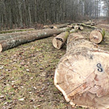 Coştiui: Doi tineri au tăiat arbori nemarcaţi din pădure, după care i-au ascuns în zona gropii de gunoi